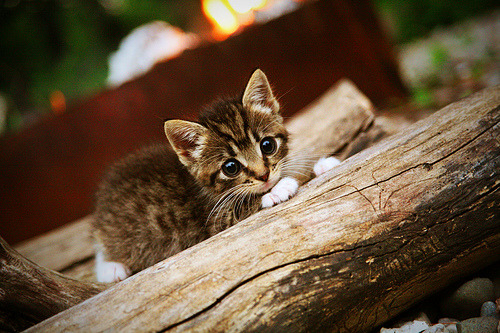 b体育网站注册-意甲积分格局凸显：国际米兰领先，米兰双雄紧追不舍，意甲国际米兰夺冠