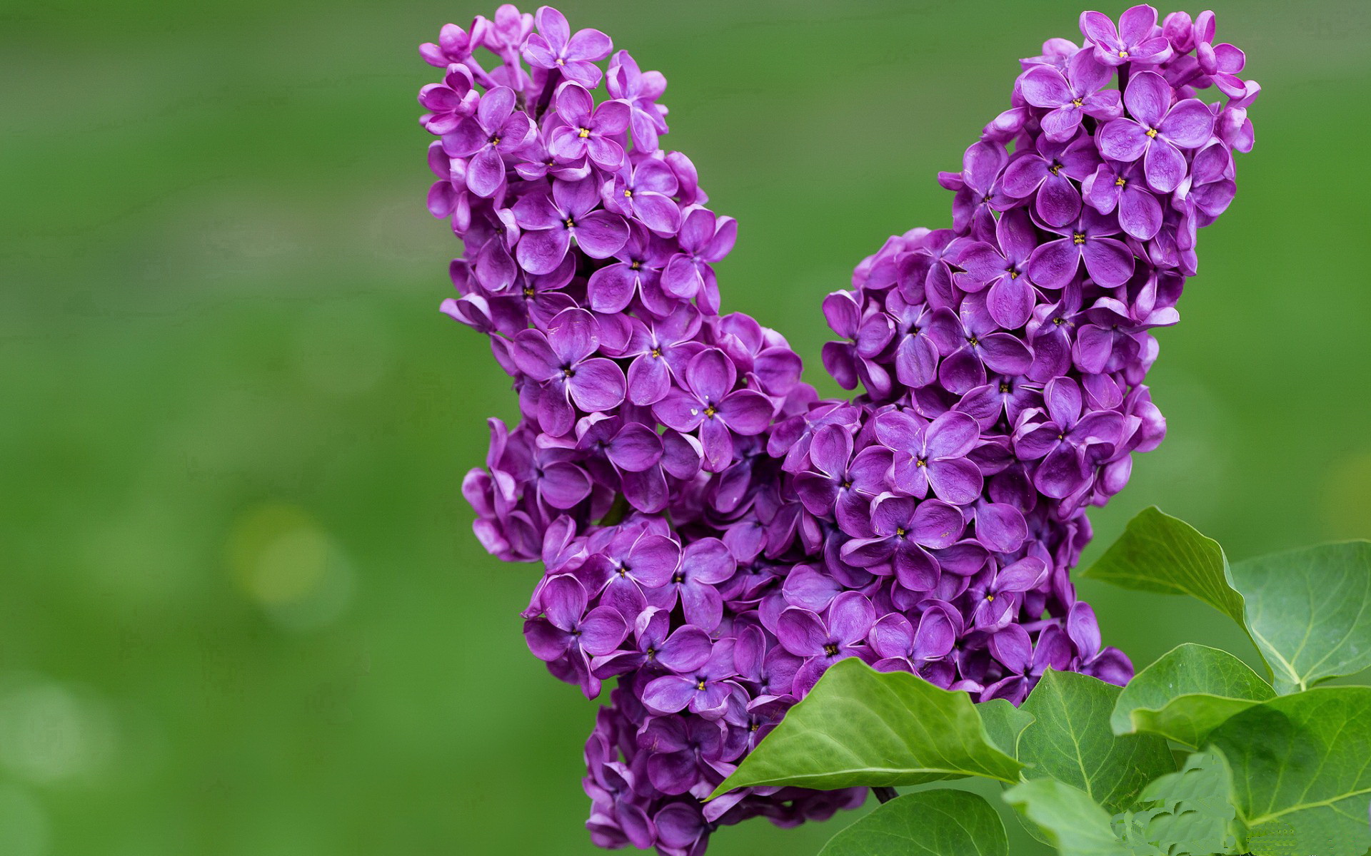 B体育在线登录入口-法甲激战：里尔绝平巴黎，争冠形势再度扑朔迷离，里尔 巴黎