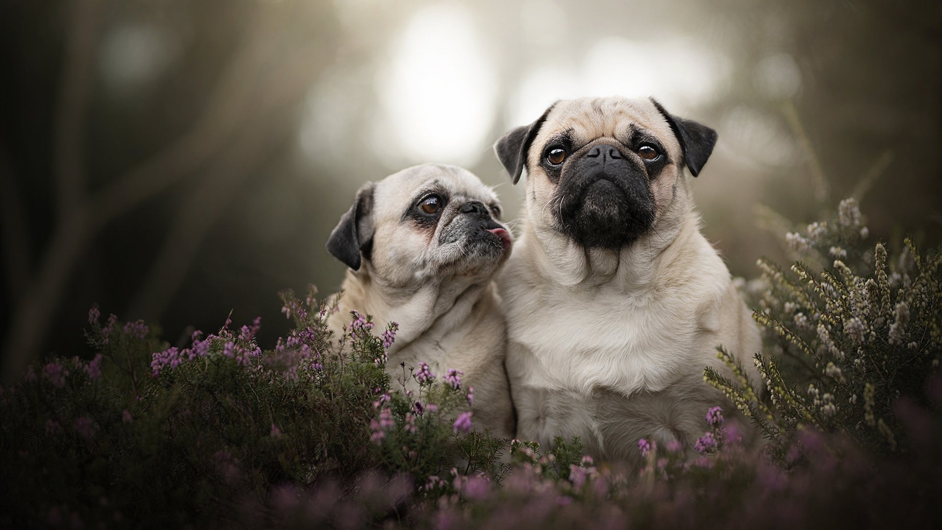 B体育下载-法甲激烈争夺，专家细讲战术创新如何在比赛中取得突破，战术创新的方法有哪些