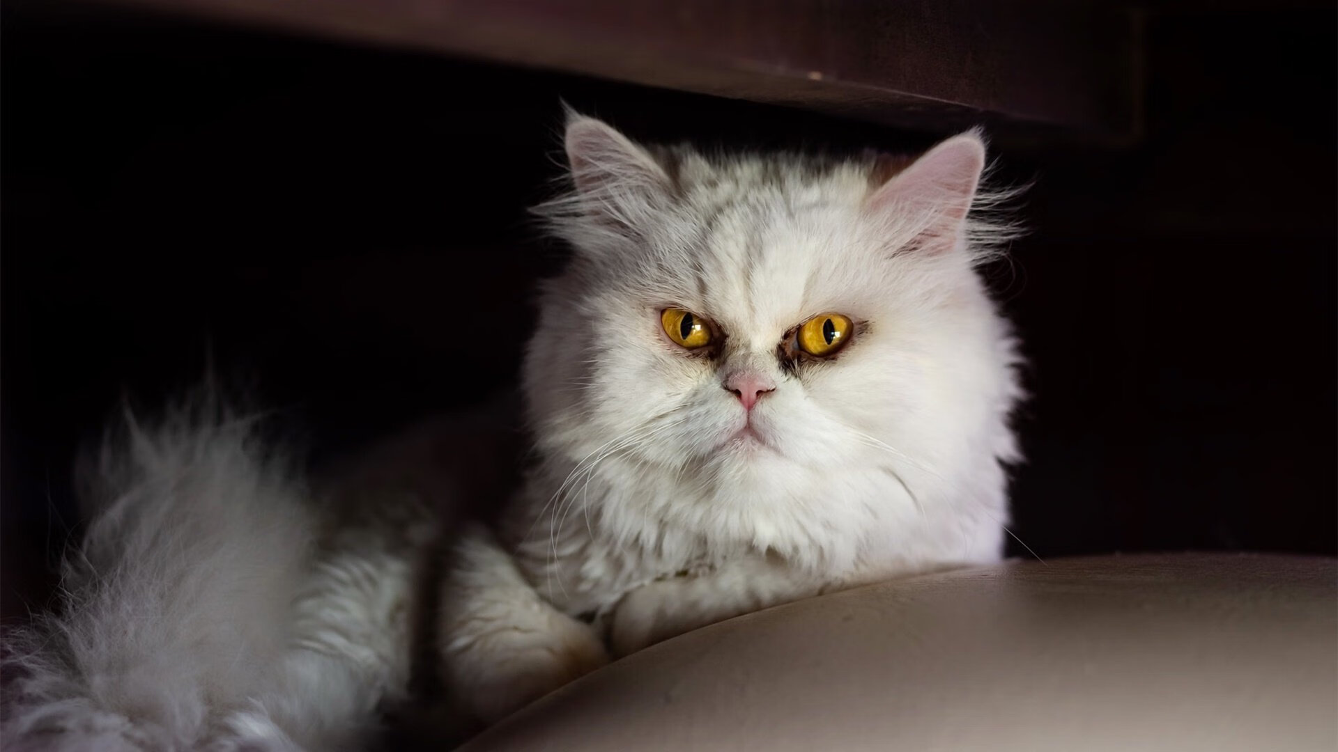 B体育下载-运动员危机应对：比赛中的突发状况，运动员面临的风险