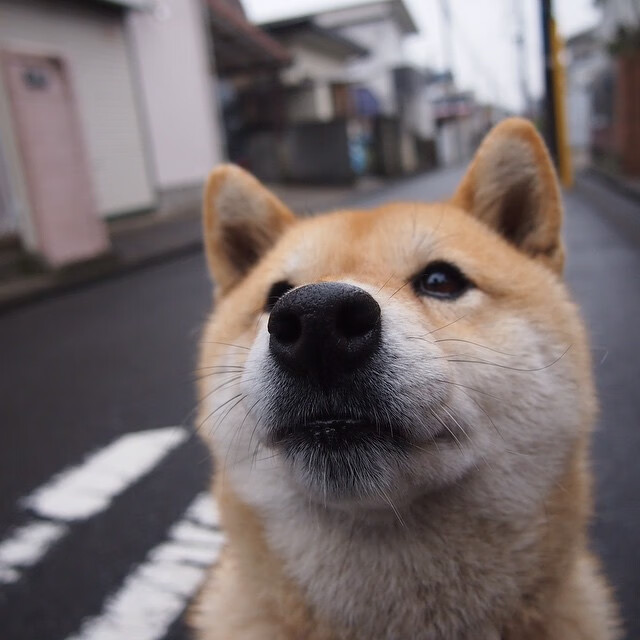 伊朗联赛竞争日趋激烈,伊朗甲联赛