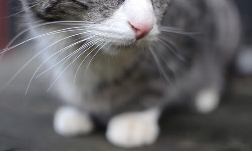 凯撒酋长签约新外援,增强防守实力,凯撒酋长足球俱乐部