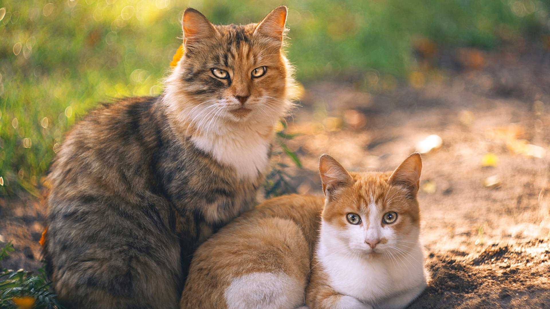 凯撒酋长签约新赞助商，提升品牌影响力，凯撒酋长足球俱乐部