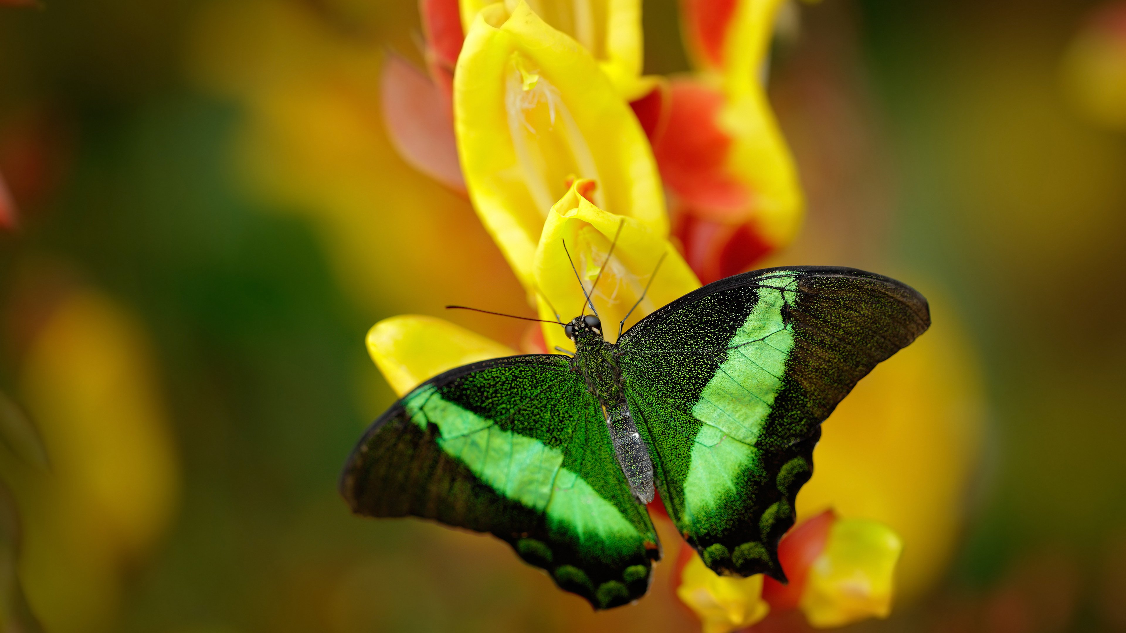巴拉圭队豪取三分 特立尼达电梯