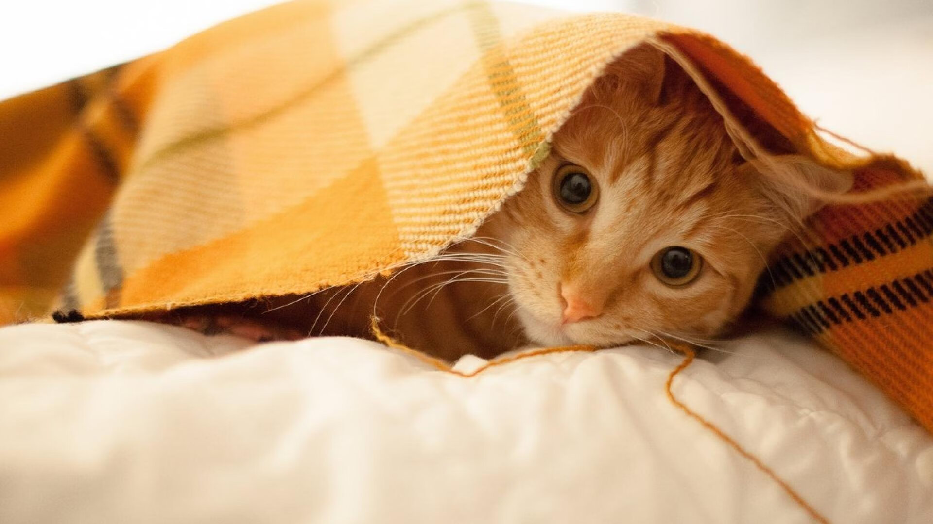 德国欧预赛踢出精彩战绩，稳坐小组第一，欧洲世预赛德国队