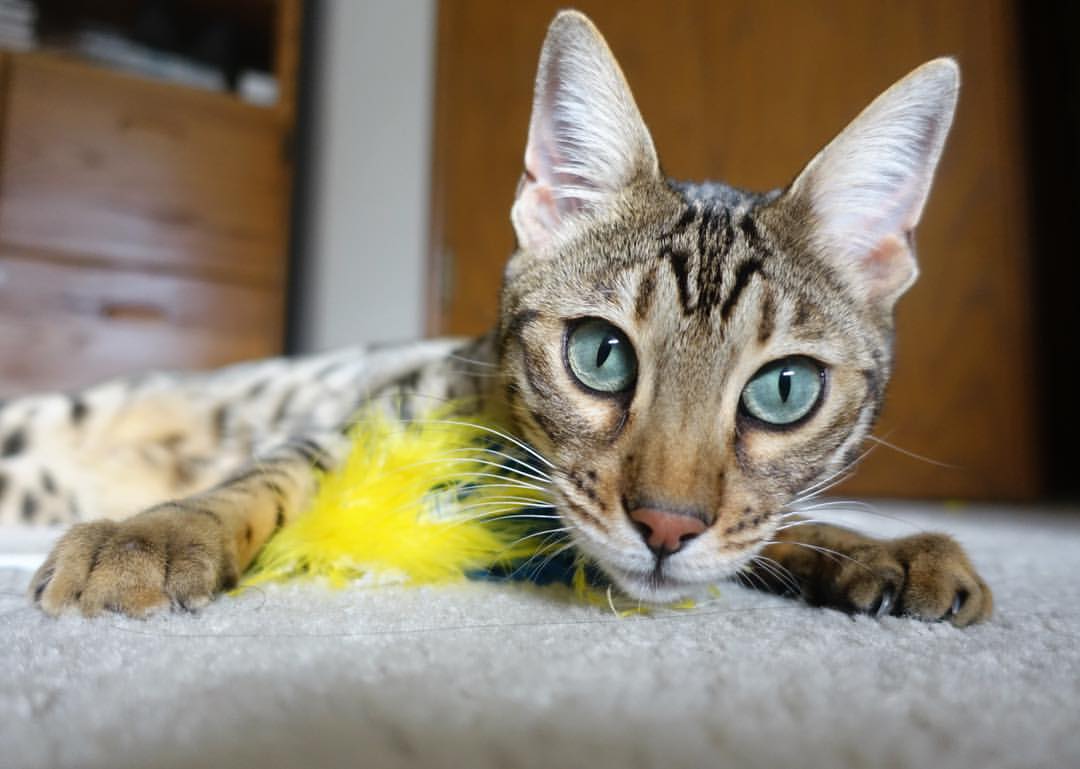 b体育网页版登录入口-捷克队战平乌克兰，战绩或影响晋级形势，捷克 战绩