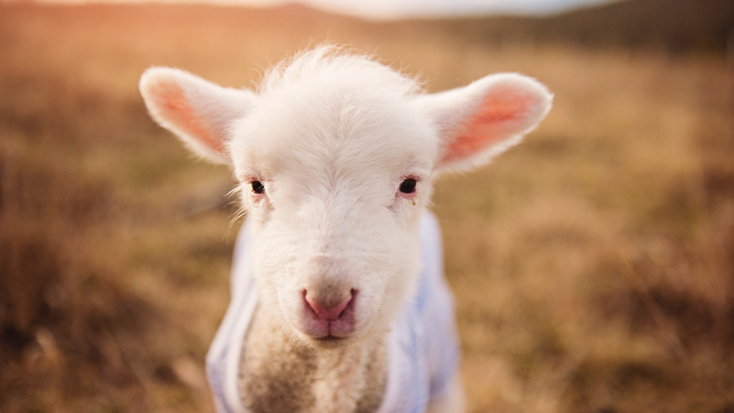 B体育下载-步行者队新秀崭露头角，球队表现更加稳定，步行者队新秀崭露头角,球队表现更加稳定了