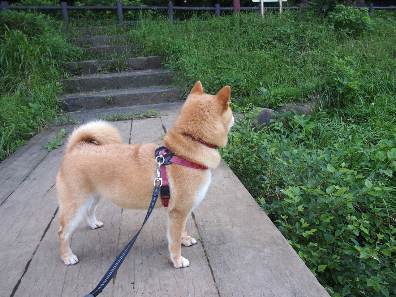 阿森纳3-0诺里奇，进攻端火力全开，阿森纳0-2