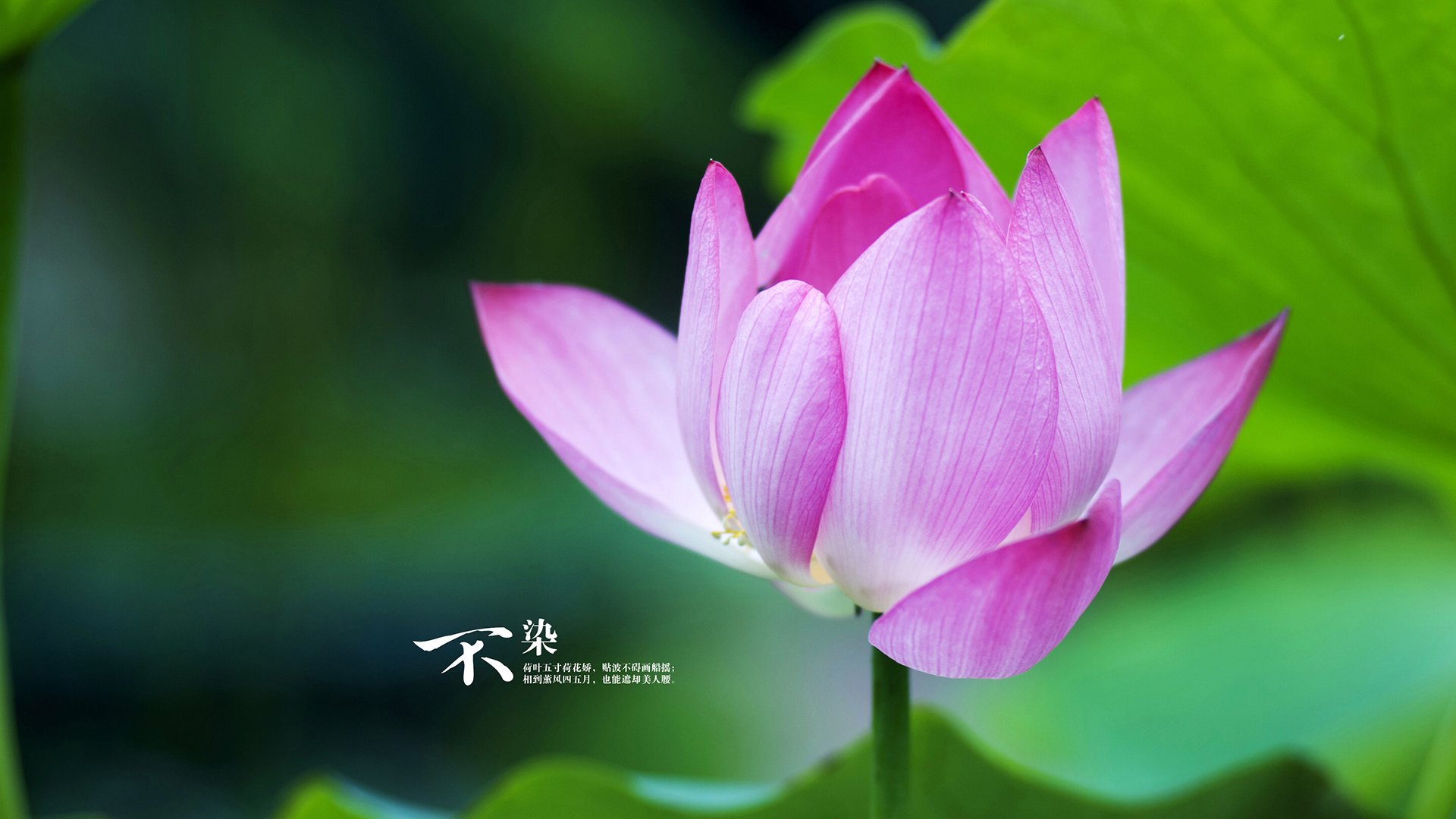 马赛主场大胜，摩纳哥遭到强劲抵抗，摩纳哥vs马竞视频