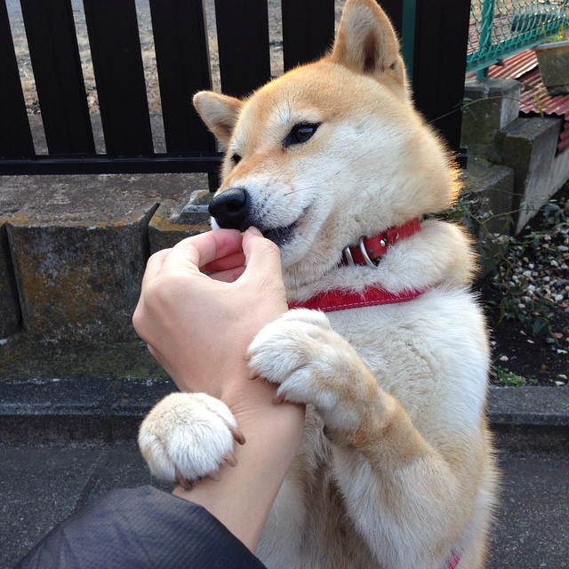 体育赛事数字化转型推进,体育 数字化