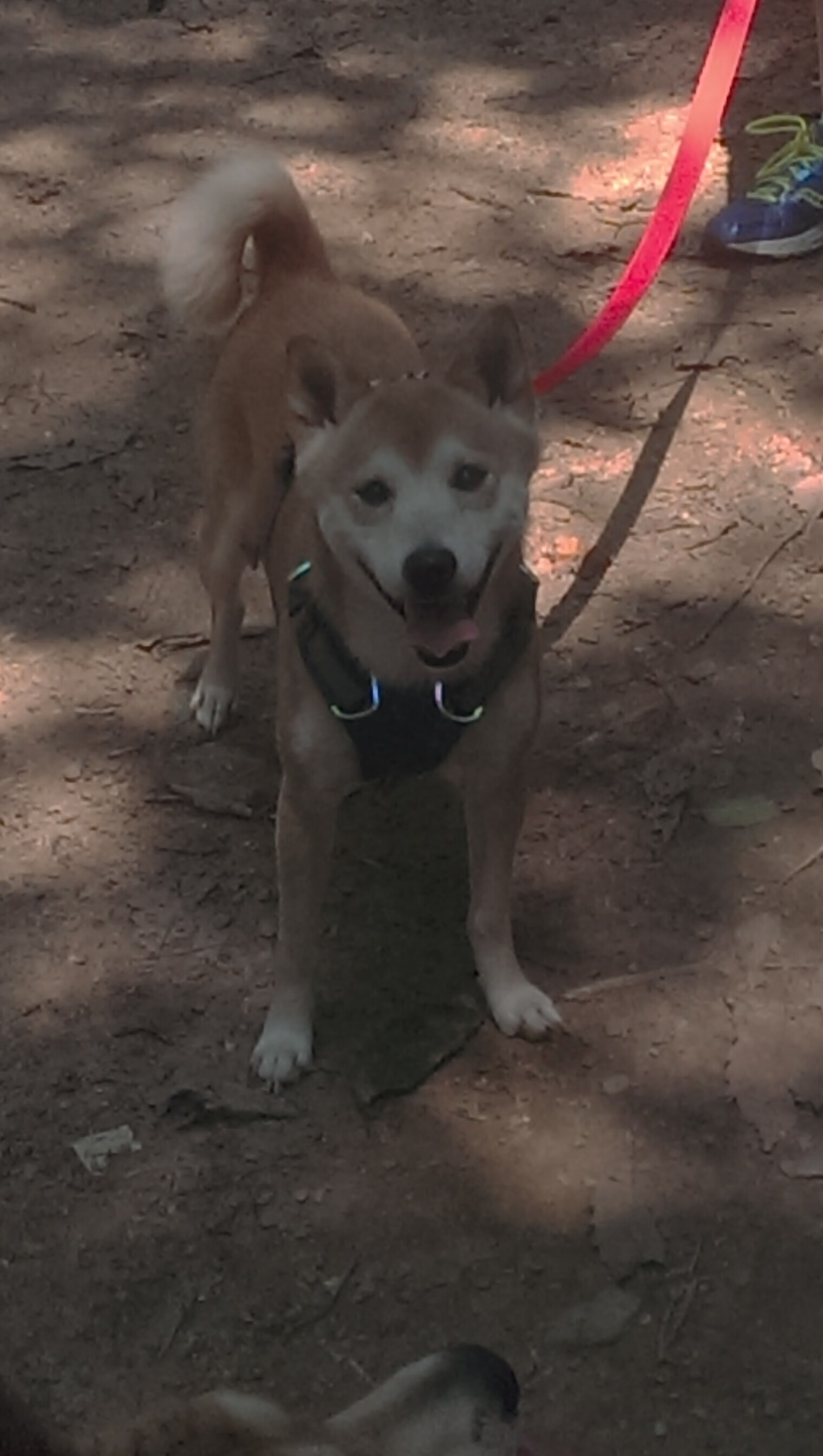 拜仁快速传切打穿对手阵型,拜仁打法叫什么