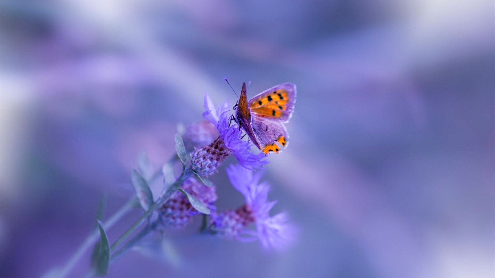 布克强调心态决定得分手感稳定性