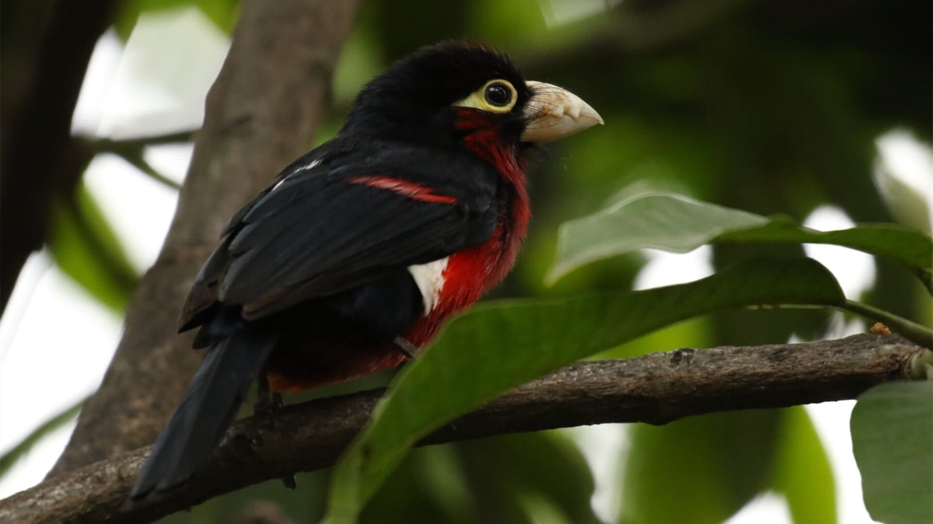 水球小组赛比利时连胜不断,水球比赛全程
