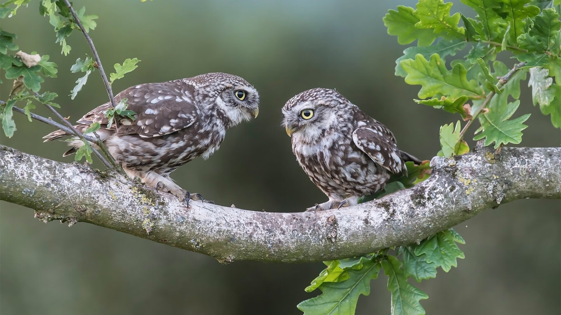 球员海外归化手续复杂,球权争议再起,海外球员过多
