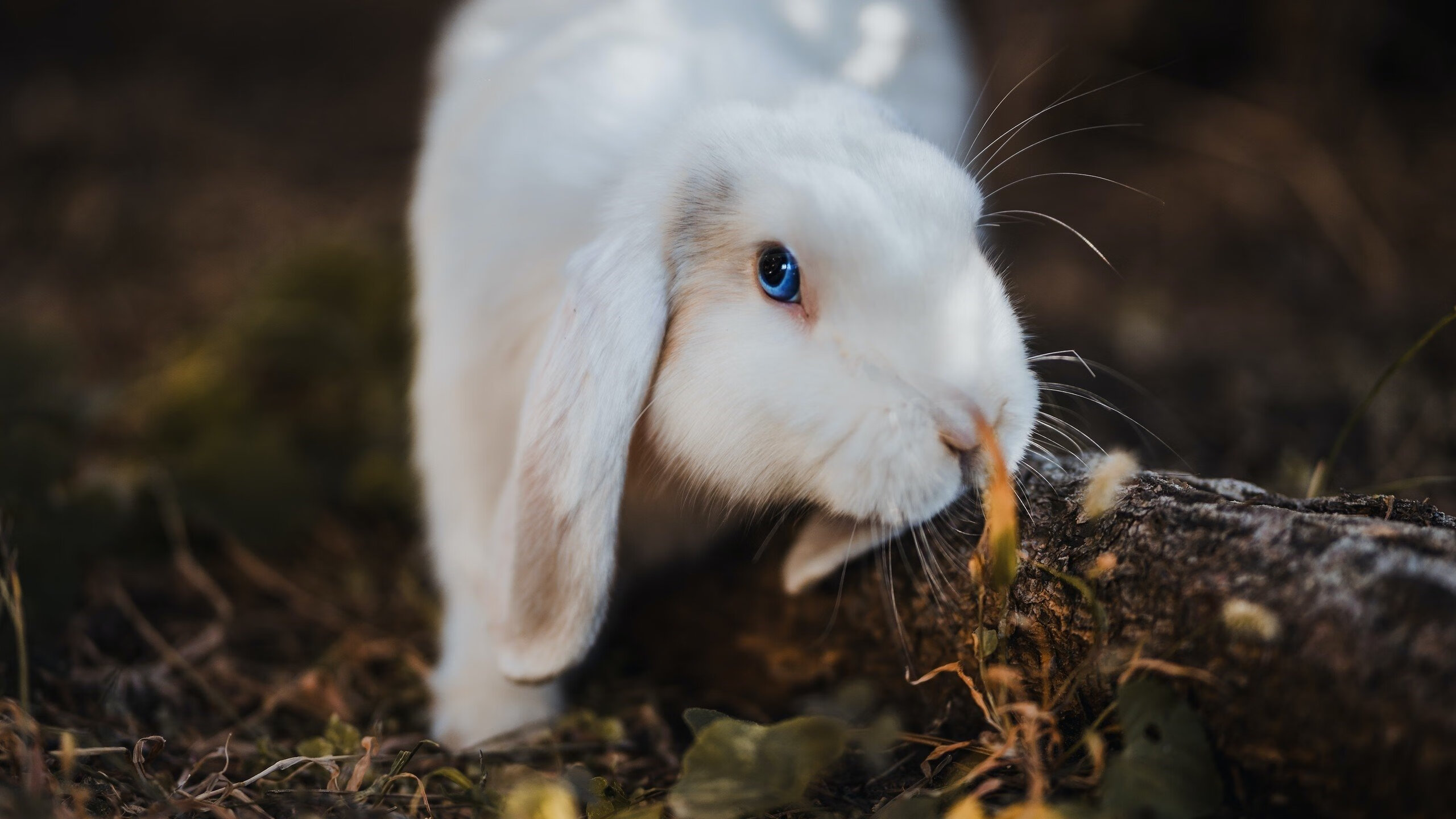 篮网赛后团队合照展现凝聚力与信心,篮网全队合照