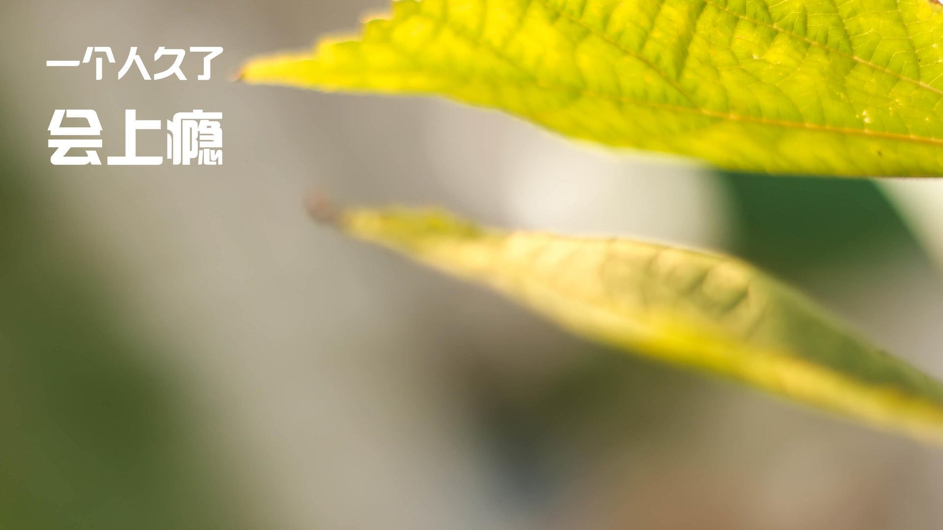 艾比·德尔福:全面防守和进攻支援,南非队不容忽视的核心,艾德和比尔的故事