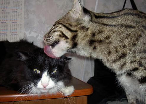 bsport-西甲极速反击：速度、力量、技巧的完美结合！，西甲联赛直播极速体育