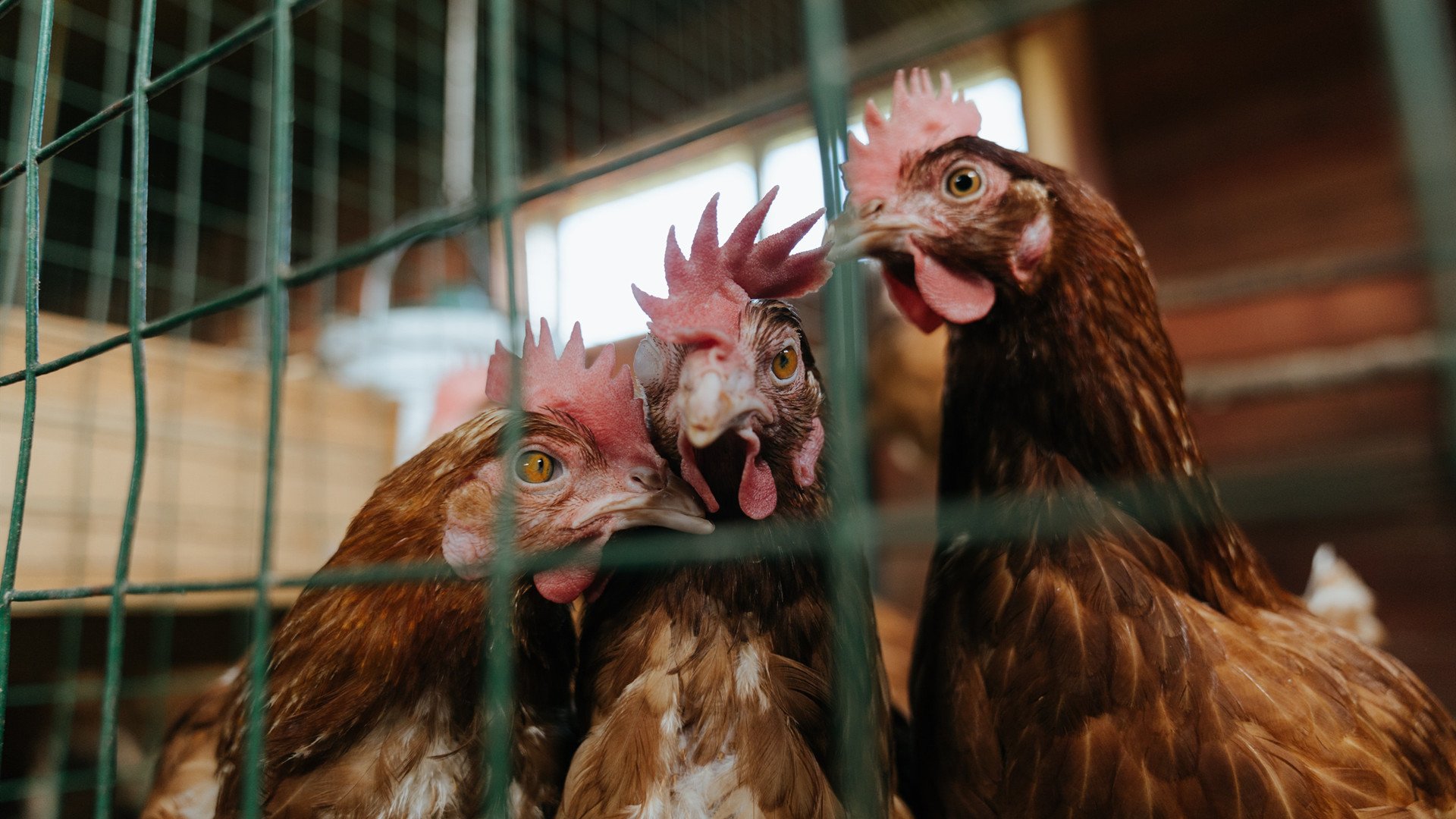 西甲极速反击:速度、力量、技巧的完美结合!,西甲联赛直播极速体育